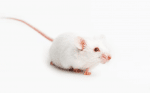 Отглеждане и грижи за белите мишки
