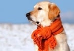 5 популярни мита за кучетата през зимата