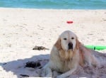 6 начина да опазим кучето си на плажа през лятото