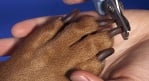 6 съвета как безопасно да изрежем ноктите на кучето