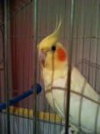 Моето папагалче Роко 