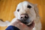 7 причини да бъдем благодарни на кучетата