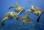 23 Май - Световен ден за защита на Морските костенурки
