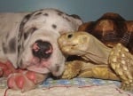 Африканска шпореста костенурка и куче, които живеят заедно