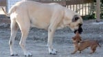 Агресия между големи и малки кучета