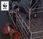 200-килограмова моруна в Дунав бе спасена от бракониери в спешна акция на WWF