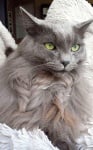 Ангорска котка с плитки