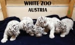 Австрийският зоопарк за пръв път показа новородените 5 бели тигърчета