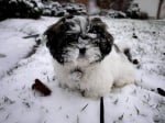 Бебе булонка в снега