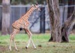 Бебе жираф 2016