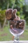 Бебе ленивец в чаша