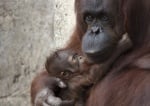 Бебе орангутан