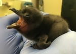 Бебе син пингвин 2016