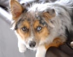 Бежово куче с различни очи