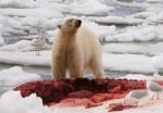 80 полярни мечки се събраха около труп на кит
