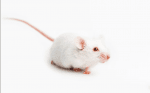 Бели мишки