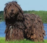 Бергамско пастирско куче