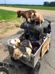 Бездомен човек пътешества от Калифорния до Индианаполис със своите 10 кучета