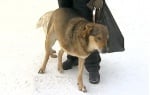 Бездомно куче с три крака
