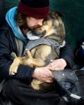 Бездомно куче
