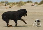 Причини за агресията между големите и малките кучета