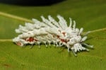 Бяла кичеста гъсеница
