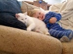 Бяла котка с бебе