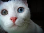 Бяла котка с хетерохромия