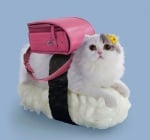 Бяла котка с розова чанта върху суши