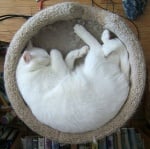 Бяла котка в кръгло легло