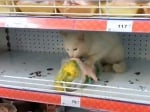 Бяла котка в магазин