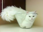 Бяла котка в стъклена купа