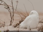 Бяла сова