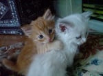 Бяло и оранжево котенце се прегръщат