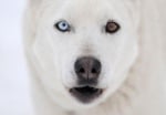 Бяло куче с различни очи