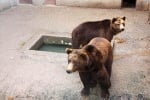 Британска организация спасява мечки от ужасните условия в България