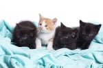 Броят на ваксинираните котки в България нараства