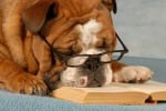 Булдог с очила спи върху книга