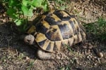 Българин уби и изяде световно защитен вид костенурка, наказват го само с пробация