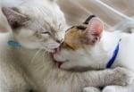 Целуващи се котки