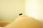 Черна котка на диван