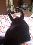 Черна котка на леглото