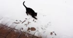 Черна котка в снега