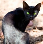 Черна котка
