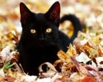 Петък 13-ти и истината за Черните котки