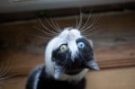Черно-бяла котка с различни очи