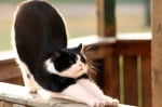 Черно-бяла котка се протяга