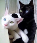 Черно и бяло коте