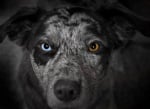 Черно куче с хетерохромия