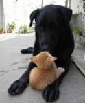 Черно куче с рижо коте